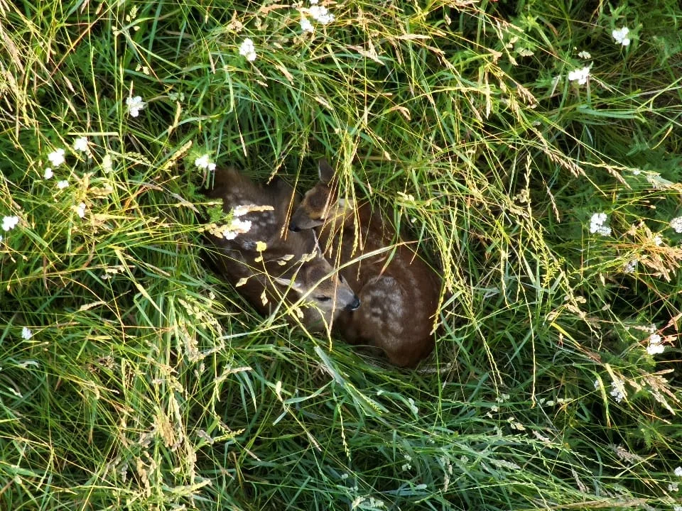 Ein Doppelpack versteckt im Gras aus der Sicht des Drohnenpiloten. Ohne Wärmebildkamera keine Möglichkeit, diese zu entdecken.