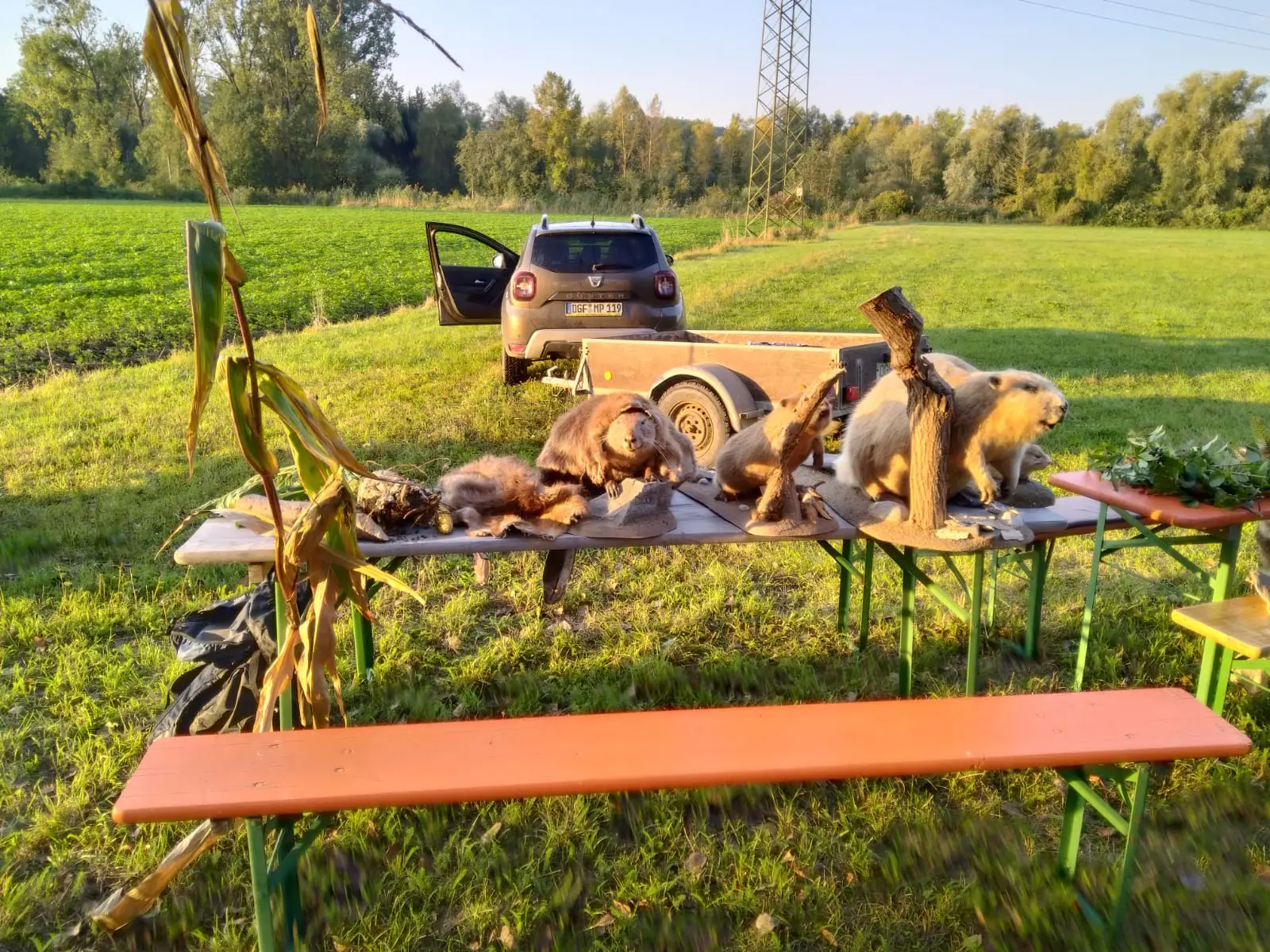 Heimische Wildtiere aus nächster Nähe kennenlernen.